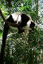 Lémuriens - Vari noir et blanc, Varecia variegata