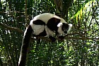 Lémuriens - Vari noir et blanc, Varecia variegata