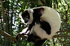Lémuriens - Vari noir et blanc, Varecia variegata