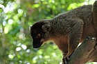 Lémuriens - Lemur fauve