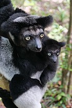 Lémuriens - Indri