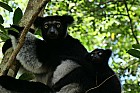 Lémuriens - Indri