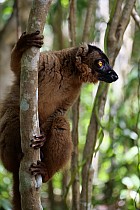 Lémuriens - Eulemur Rufifrons