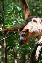 Lémuriens - Eulemur Rufifrons