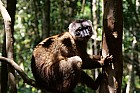 Lémuriens - Lemur fauve