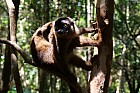 Lémuriens - Lemur fauve
