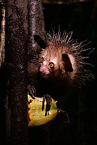 Lémuriens - Aye Aye