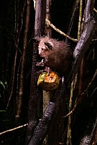 Lémuriens - Aye Aye