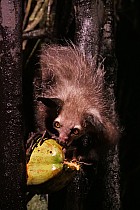 Lémuriens - Aye Aye