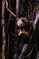 Lémuriens - Aye Aye