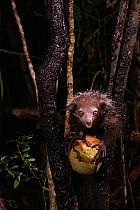 Lémuriens - Aye Aye