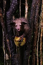 Lémuriens - Aye Aye