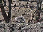 trekking de Gatlang (2300 m) au col (3750 m) et Somdang (3270 m) -  Toque macaque (Macaca sinica)