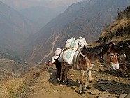 trekking de Tipling à Chalish Gaon (1700m) – 3h / +250 / -600 - 