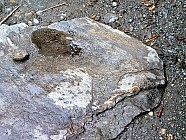 Pierres en forme de visages et papillons - 