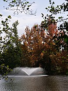Bordeaux, parc de Bourran - Liquidambars, rouges à l'automne