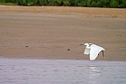 Somone : oiseaux - Aigrette garzette