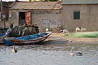 Oiseaux de Sine Saloum - 