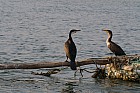Oiseaux de Sine Saloum - Grand cormoran