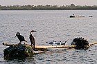 Oiseaux de Sine Saloum - Grand cormoran