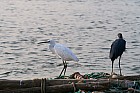 Oiseaux de Sine Saloum - Aigrette garzette et Hron de Humblot