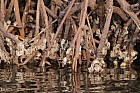Oiseaux de Sine Saloum - Hutres sur racines de paltuviers Rhizophora