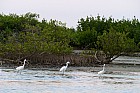 Oiseaux de Sine Saloum - Aigrette garzette