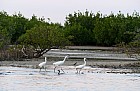 Oiseaux de Sine Saloum - Aigrette garzette