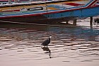 Oiseaux de Sine Saloum - Aigrette des rcifs