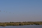 Oieaux du parc de Djoudj - Plicans blancs