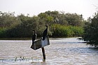 Oieaux du parc de Djoudj - Cormorans