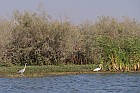 Oieaux du parc de Djoudj - Hron cendr, aigrette