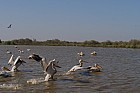 Oieaux du parc de Djoudj - Plicans blancs