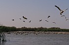 Oieaux du parc de Djoudj - Plicans blancs