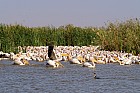 Oieaux du parc de Djoudj - Plicans blancs