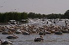 Oieaux du parc de Djoudj - Plicans blancs
