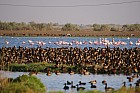 Oieaux du parc de Djoudj - Flamants nains
