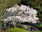 Jardin Albert Kahn - Magnolia stellata