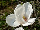 Jardin Albert Kahn - Magnolia grandiflora
