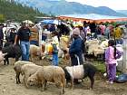 Otavalo-Cotapaxi - Otavalo, march aux bestiaux