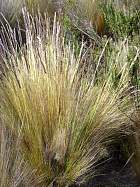 Otavalo-Cotapaxi - Scirpus Rigidus