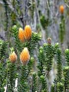 Otavalo-Cotapaxi - Chuquiraga