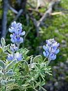 Otavalo-Cotapaxi - Lupinus mutabilis