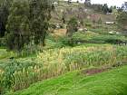 Baos-Cuenca - Champ de Quinoa