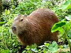 Napo-Misahualli - Capybara
