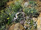 Randonnée en Aragon - Santolina chamaecyparissus