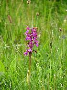 Plateau de l'Aubrac et la transhumance - Orchide