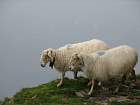 Pays basque intérieur - Moutons merinos