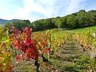 Pierres dorées, automne - Charon (range de ceps de vignes)