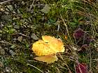 Pierres dorées, automne - 